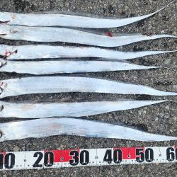 お手軽タチウオ釣り