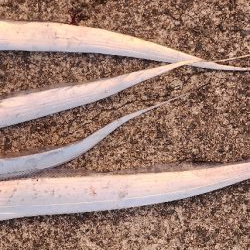 ハイシーズンタチウオ