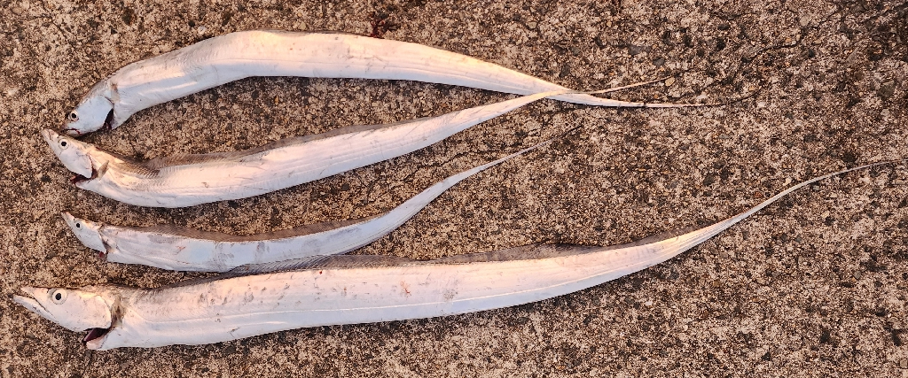 ハイシーズンタチウオ