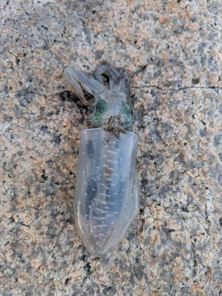 エギングとフロートリグ