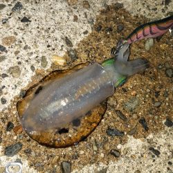 エギングへエギング