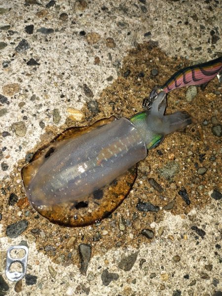 エギングへエギング