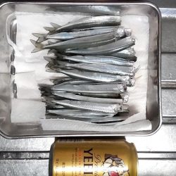 初めてのサヨリ釣り