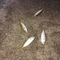 夕マヅメサビキ