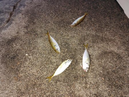 夕マヅメサビキ