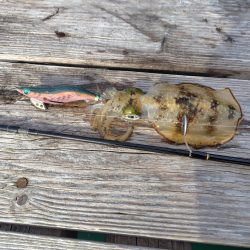 朝からエギング