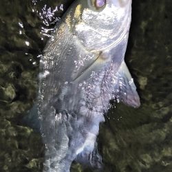 リップルポッパーサマサマ