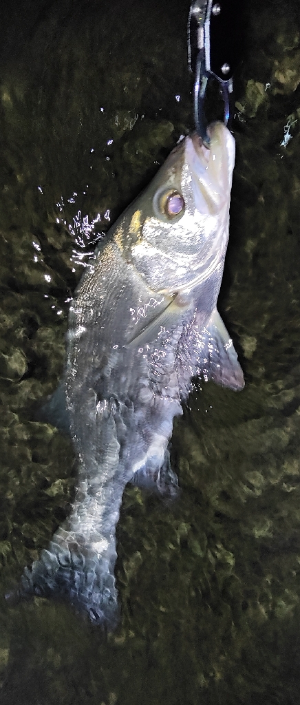 リップルポッパーサマサマ