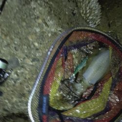 24ルビアス、墨付け完了！