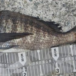 今年初太刀魚調査＆予期せぬ外道も