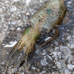 コロッケ釣れた