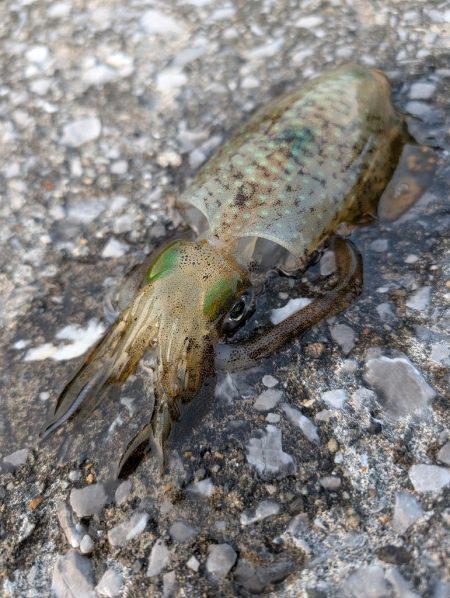 コロッケ釣れた