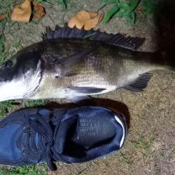 地元の川でぶっこみ釣り
