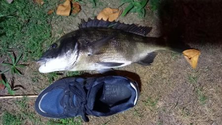 地元の川でぶっこみ釣り