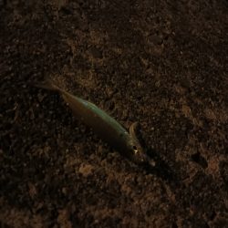 メバリングロッド鱗づけ成功