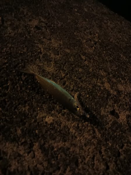 メバリングロッド鱗づけ成功