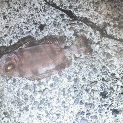 1週間の阿南ライトゲームの釣果