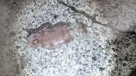 1週間の阿南ライトゲームの釣果