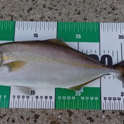 2025秋の青物シーズン開幕