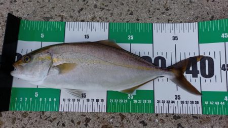 2025秋の青物シーズン開幕