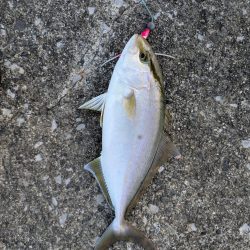 青物ようやく釣れた