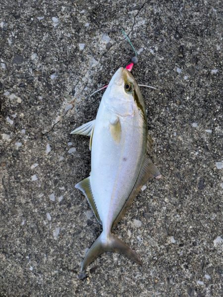 青物ようやく釣れた