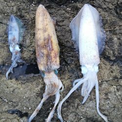 第二回2025秋エギング