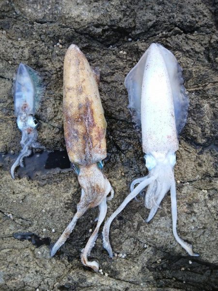 第二回2025秋エギング