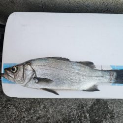 のませでヒラスズキ！シオ！