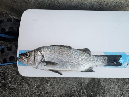 のませでヒラスズキ！シオ！