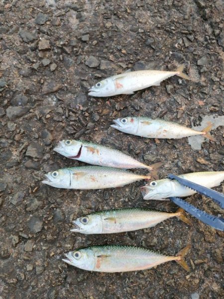 今シーズン初釣行＆初釣果