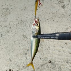 今シーズン2回目釣行はチャリで