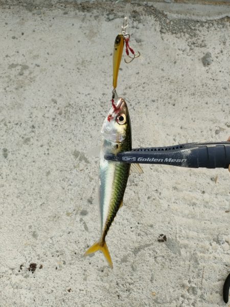 今シーズン2回目釣行はチャリで