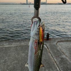 9月最終日にサゴシ