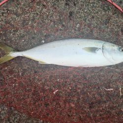 のませ釣りでハマチとシオ