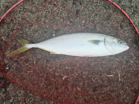 のませ釣りでハマチとシオ