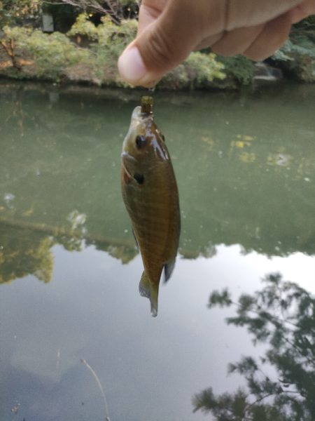 ブルーギル