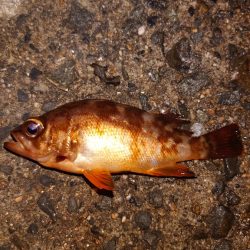 電気ウキ釣り 11