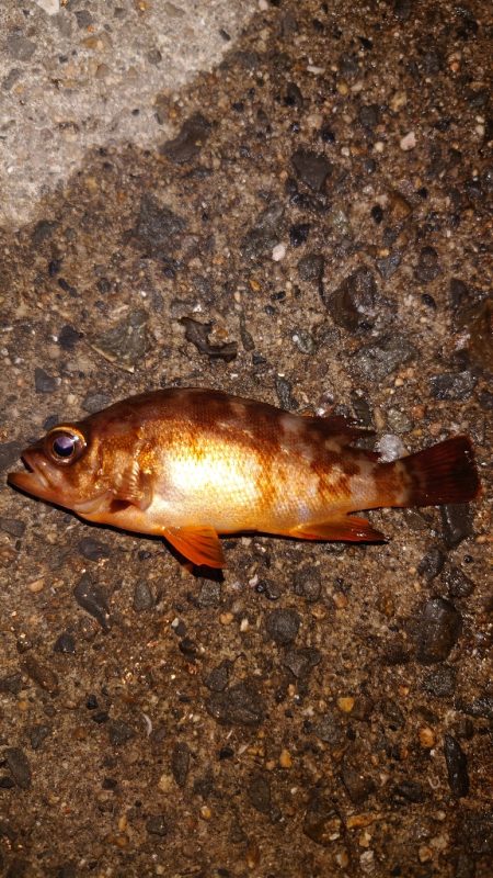 電気ウキ釣り 11