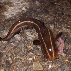 電気ウキ釣り 12