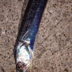 電気ウキ釣り 13