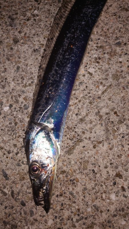 電気ウキ釣り 13