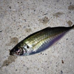 脂のってきています