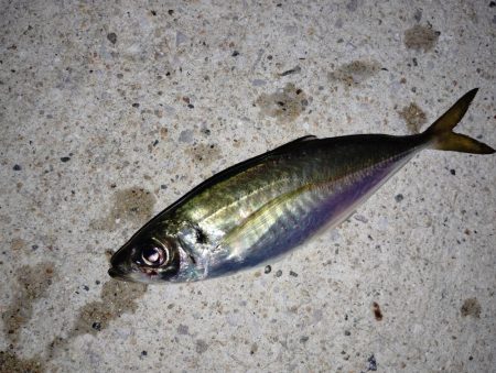 脂のってきています