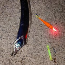 電気ウキ釣り 14