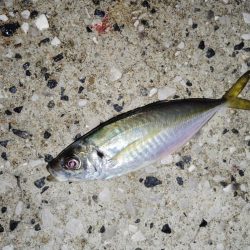 ありがたいお土産