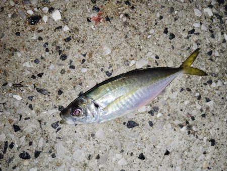 ありがたいお土産