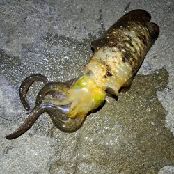 今年初エギング