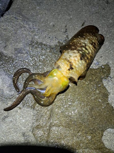 今年初エギング