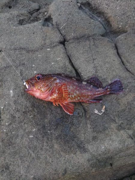 フロートゲーム～